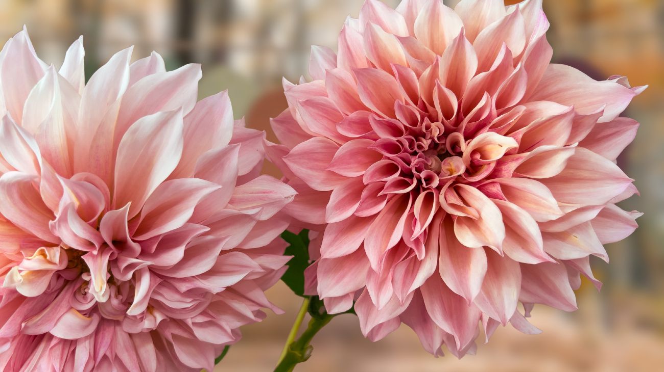 fiore autunno ottobre (1)