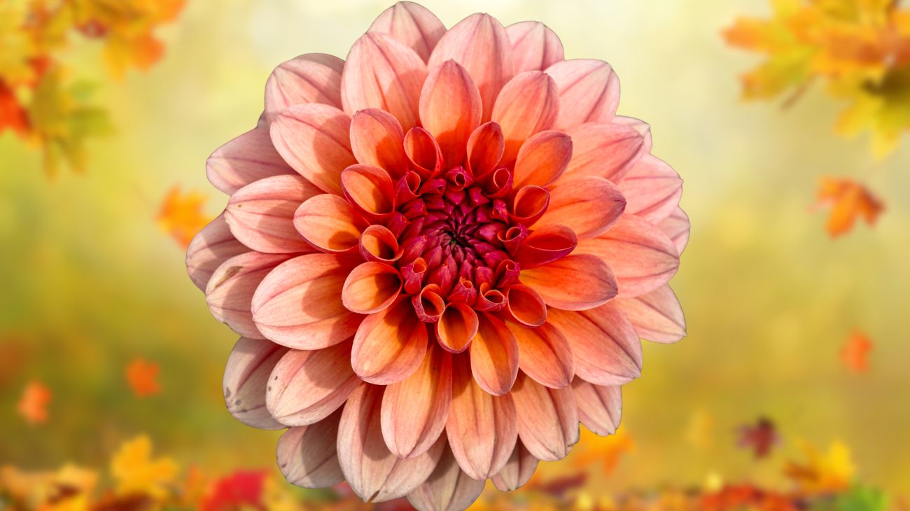 fiore autunno