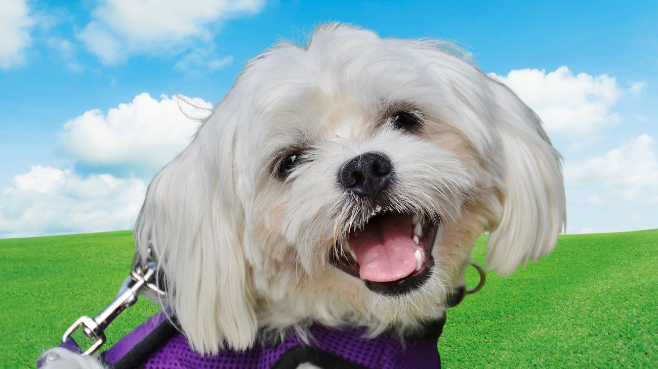 Maltese, cosa significano le macchie scure sotto gli occhi: veterinaria avverte i padroni