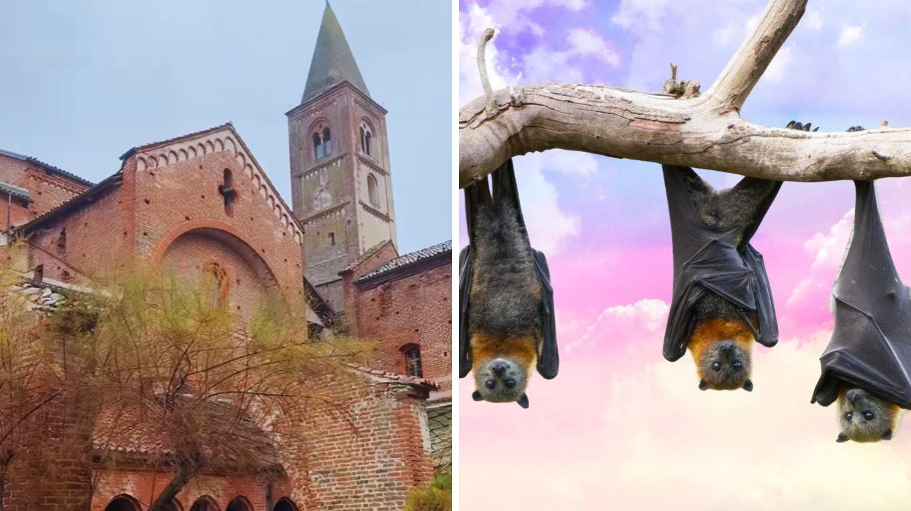 abbazia dei pipistrelli (1)