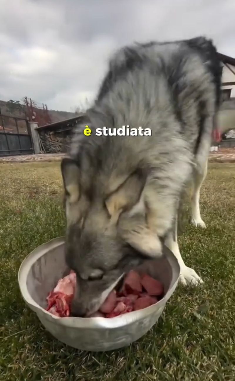 Se anche il tuo cane non mastica i pezzi di carne, non ti allarmare: è perfettamente normale.