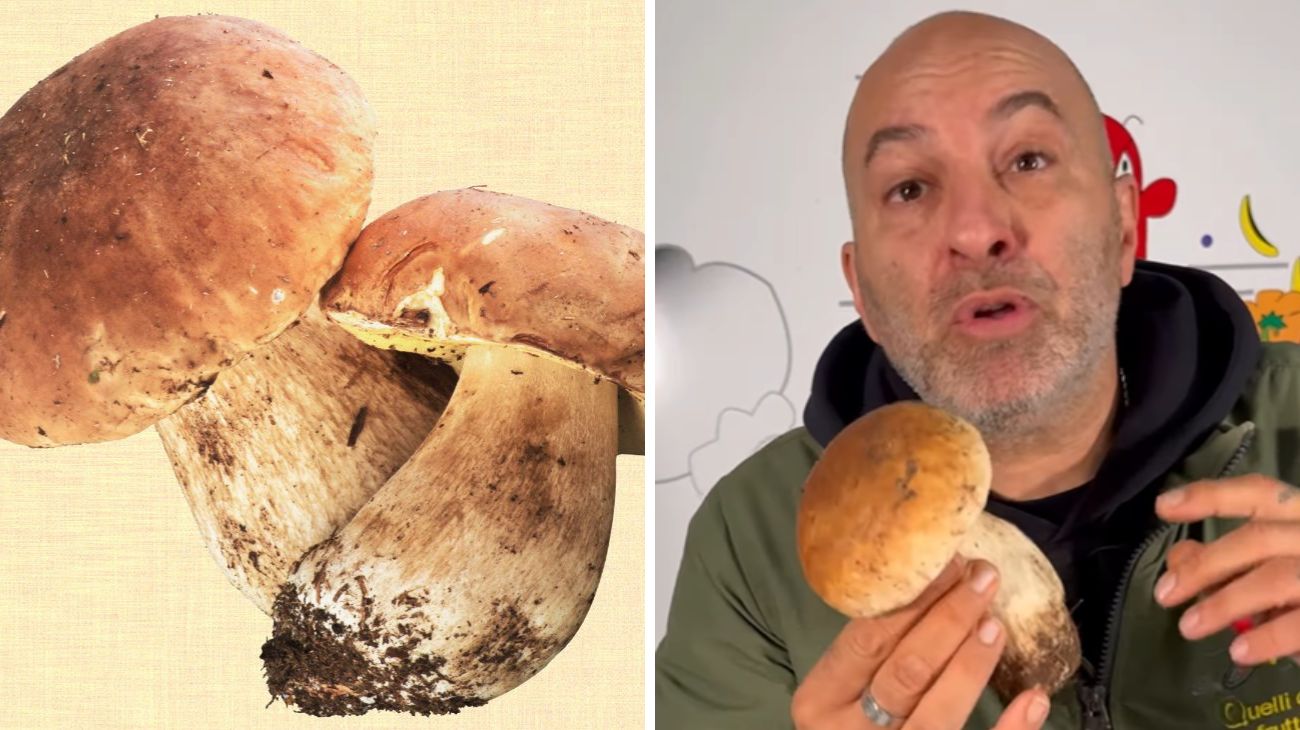 Funghi porcini, fruttivendolo spiega come scegliere i migliori al mercato
