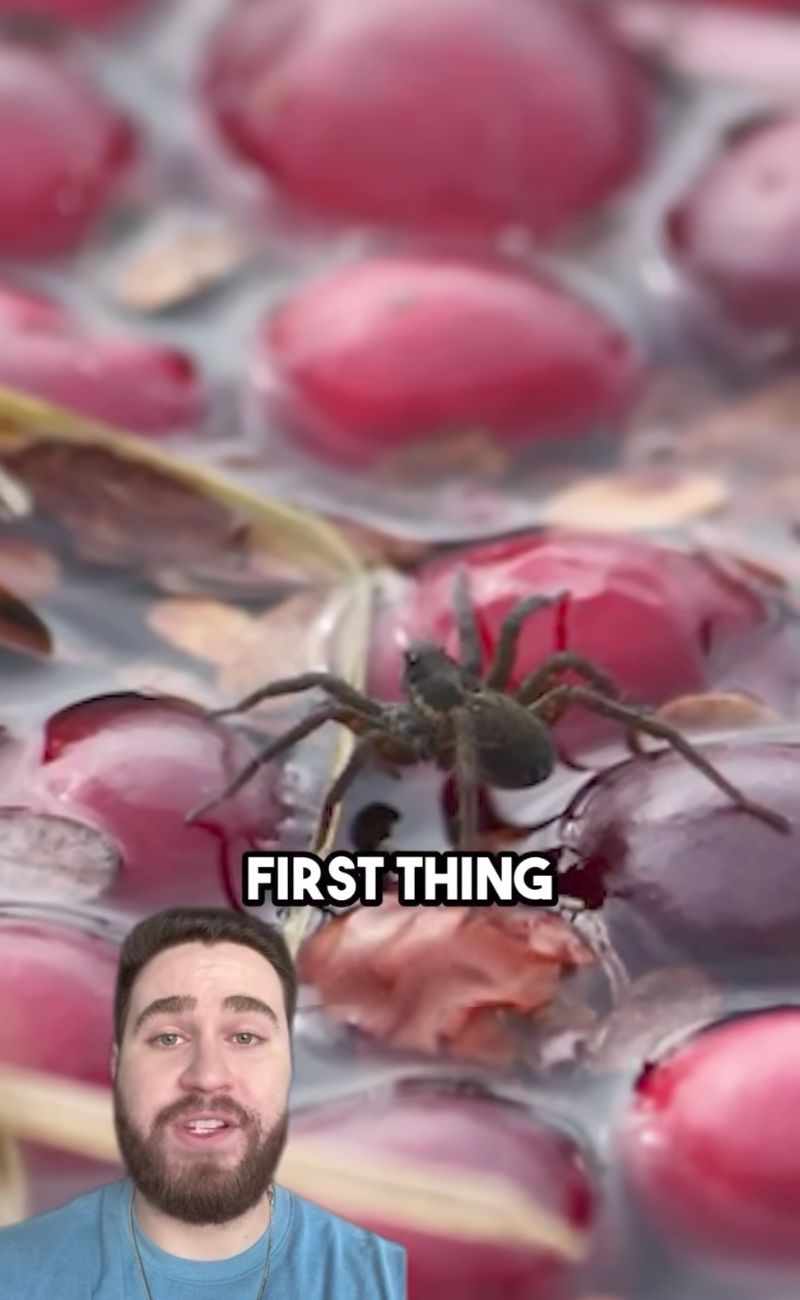 Spesso sotto l'acqua dei mirtilli vivono dei ragni, che salgono in superficie e mordono i contadini