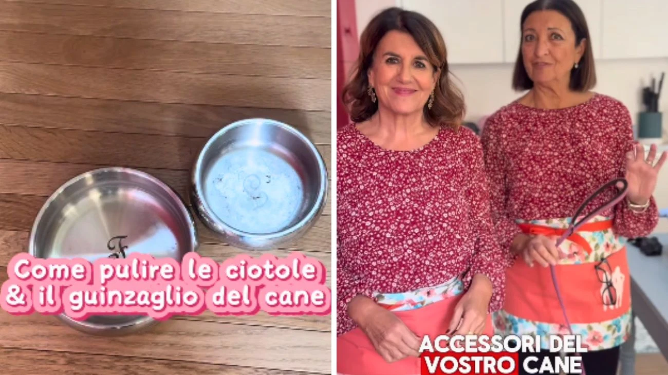 Cani pulire guinzaglio ciotole
