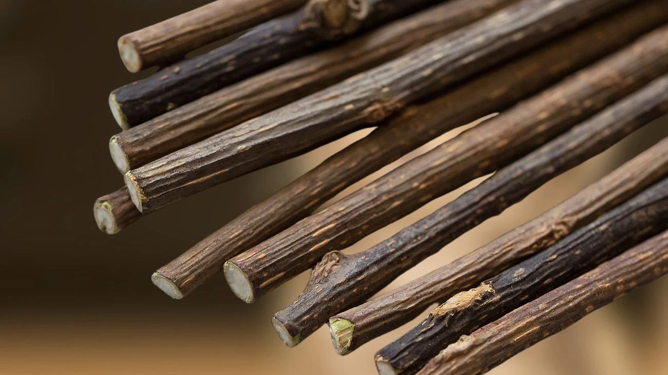 Gatti morde cosa fare