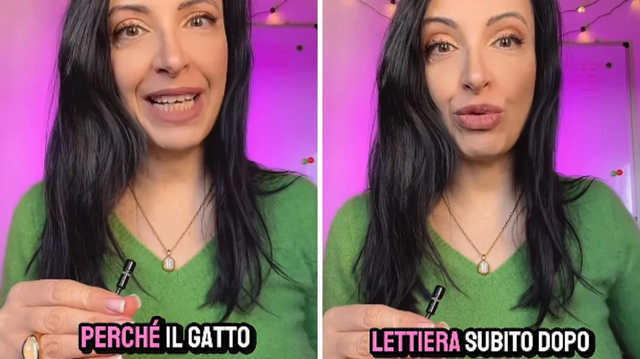 Gatto lettiera pulita