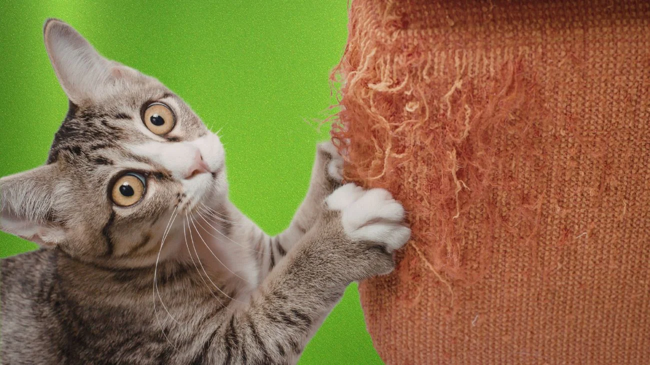 gatto graffia mobili
