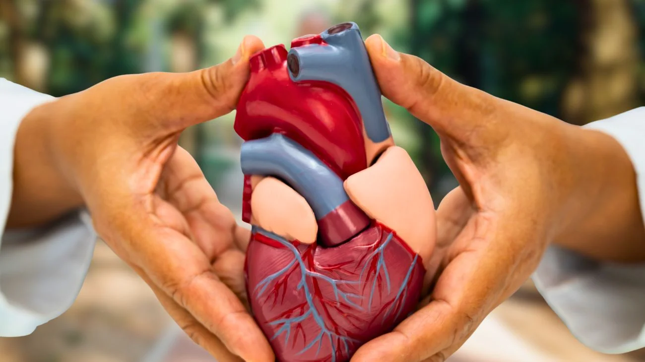 esercizio cuore circolazione