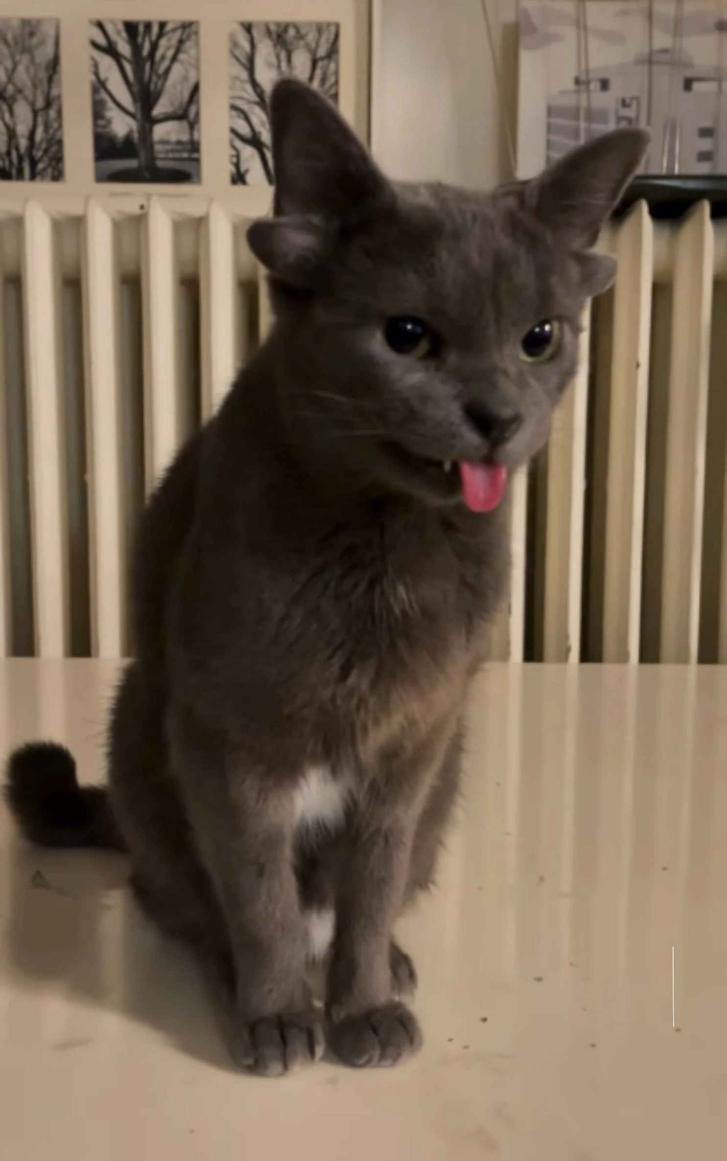 gattino quattro orecchie