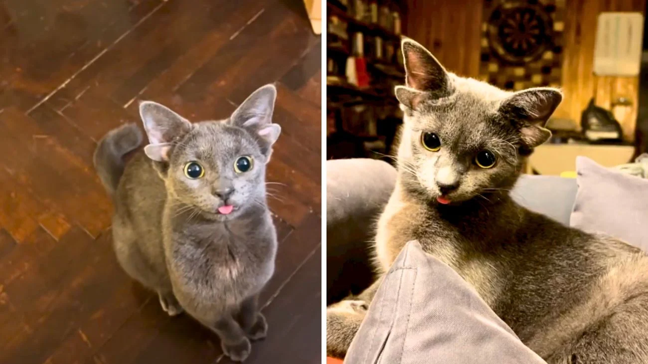 gattina quattro orecchie