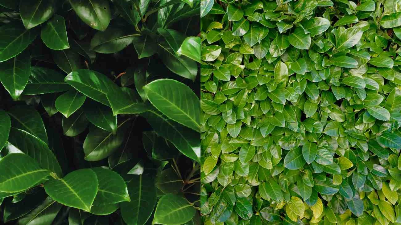 La pianta che sembra alloro, ma è super velenosa: come fare a riconoscerla