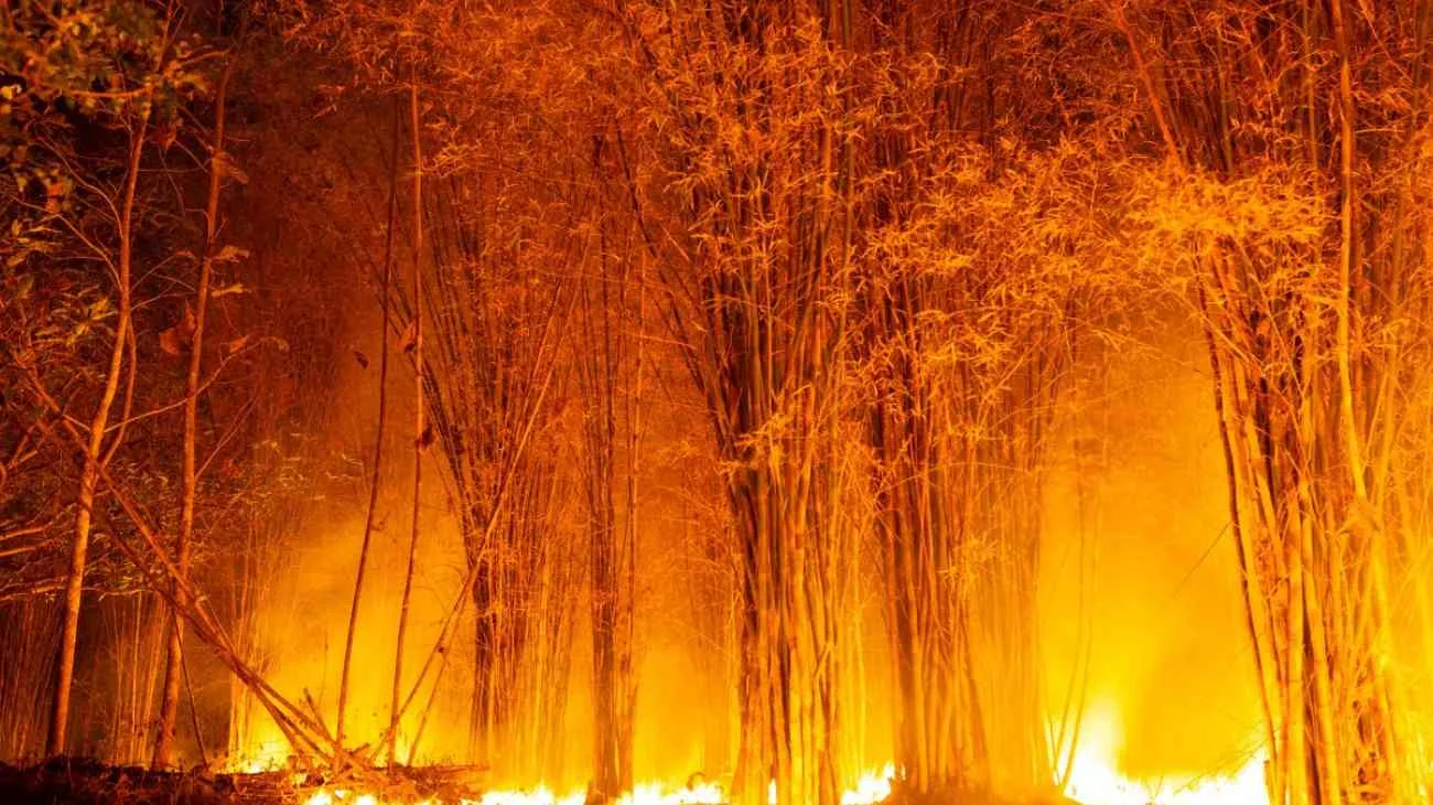 Cause degli incendi boschivi e come comportarsi