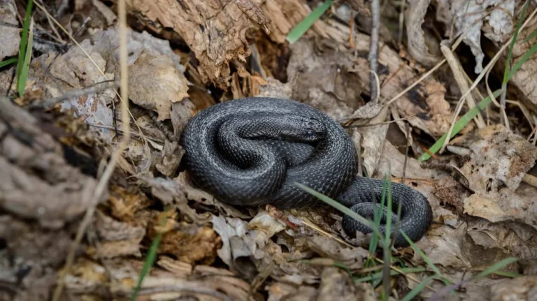 Vipera in mostra (Pexels)
