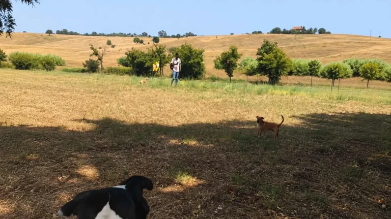 I cani inseguono l'uomo che si avvicinava - Tuttonotizie.eu