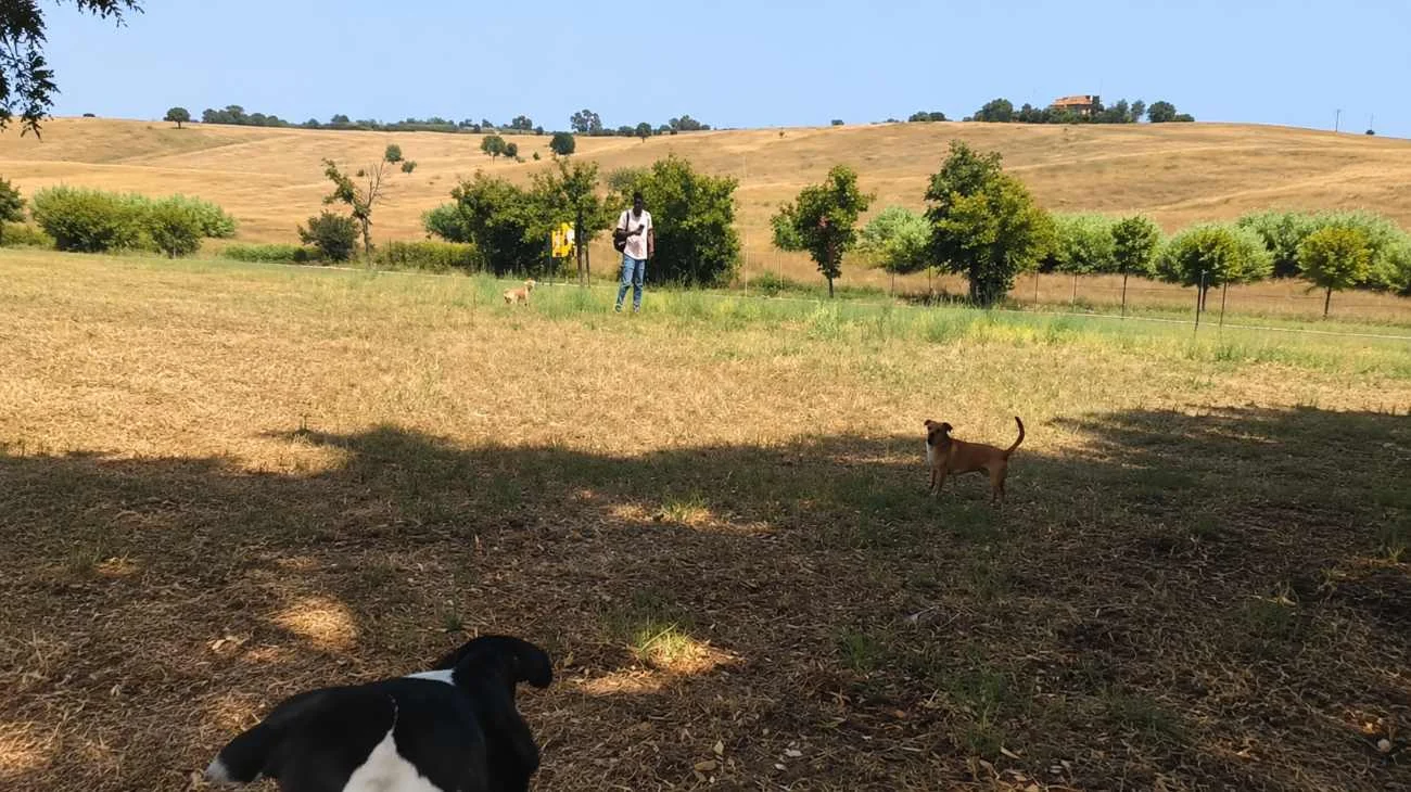 Un uomo avvicina una ragazza al parco, ma intervengono i suoi cani che lo tengono a distanza